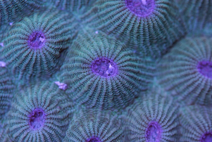 Photo of moon crater coral under fluorescent light