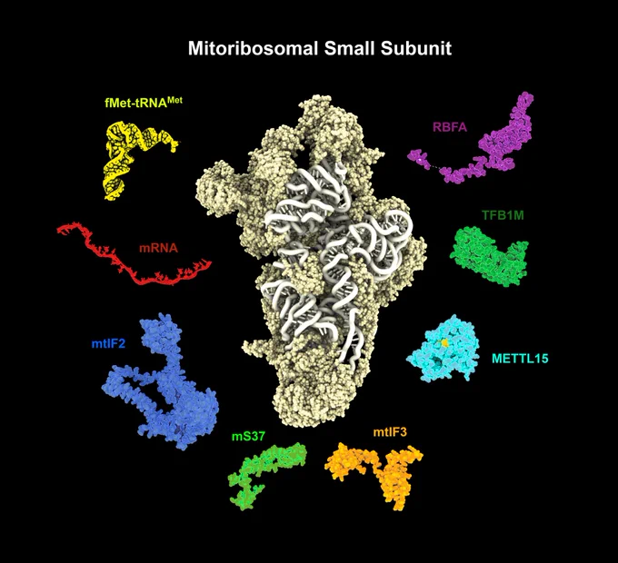 The mitoribosomal small subunit is part of the machinery that the mitochondria use to form their proteins, here surrounded by key components in the process. Image generated by Anas Khawaja.