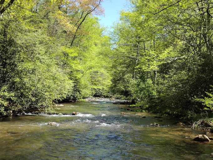 A creek or river in the summer