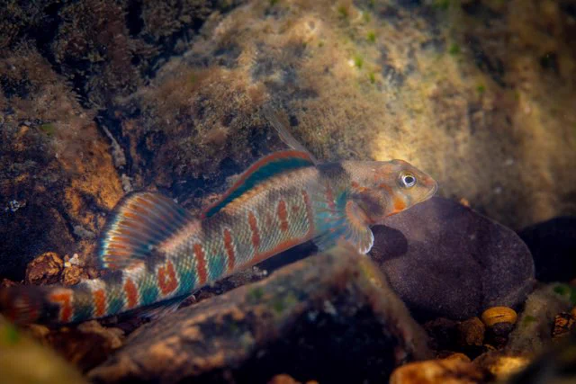 Candy darter a small colorful fish underwater.