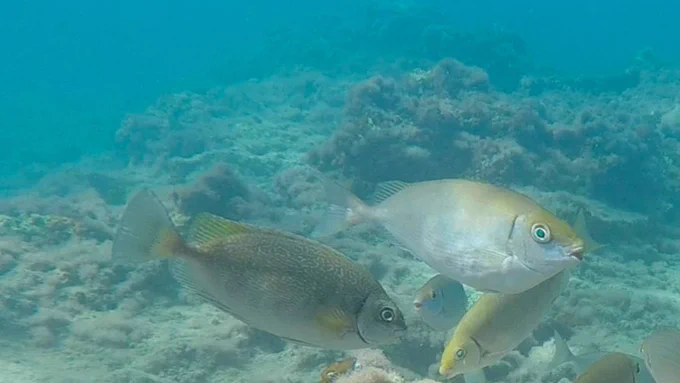 Siganus luridus (left) and Siganus rivulatus (right) in a coastal ecosystem from Northern Crete (Eastern Mediterranean Sea)