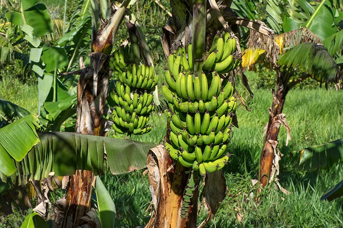 Banane-Musa_sp (Franck Antoine, Cirad