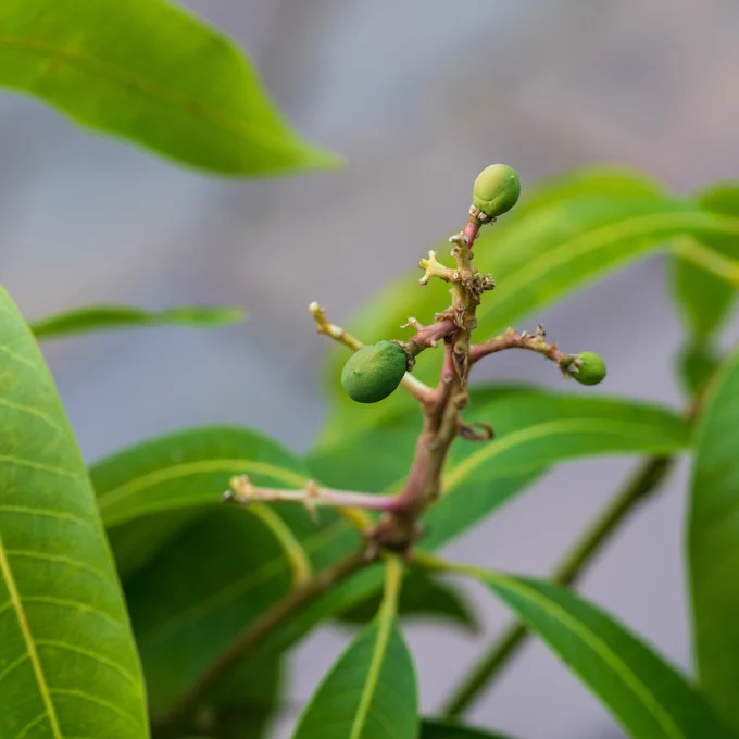 A close-up of mango fruit in an early stage of growth.