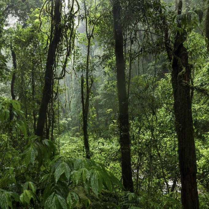 Picture of a rainforest