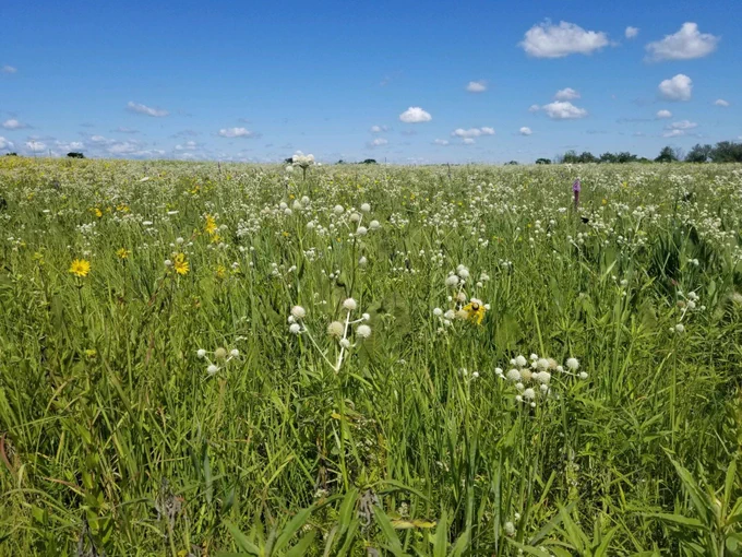 Field of wild flowers