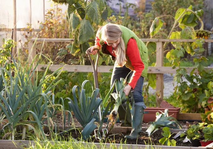 Person with grey hair in red and green jacket digging leeks in an allotment