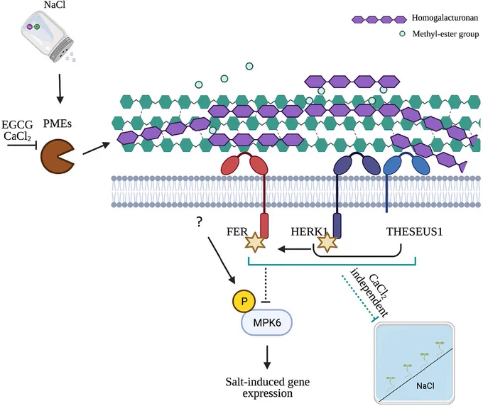 Figure 6 from the manuscript. A schematic representation of a hypothetical model for cell wall modifications and cell wall integrity-induced signaling pathways triggered by salt stress. 