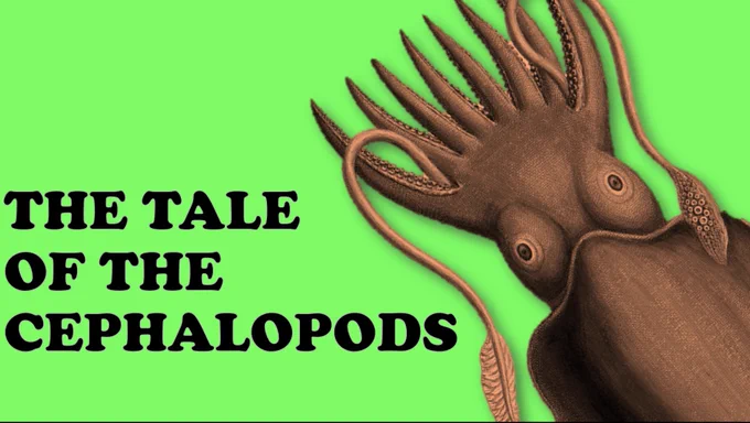 Presentation slide titled The Tale of the Cephalopods. Lurid green background with a reddish cuttlefish in the foreground. 