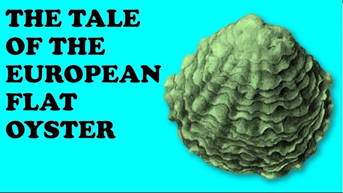 Presentation slide titled The Tale of the European Flat Oyster. Lurid blue background with a green oyster in the foreground. 