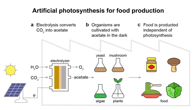 A combined electrochemical–biological system for the production of food from CO2. a, CO2 electrolysis uses electricity (generated by photovoltaics) to convert CO2 and H2O into O2 and acetate. This process was optimized to produce an effluent output ideal for supporting the
growth of food-producing organisms. b, Chlamydomonas, Saccharomyces, mushroom-producing fungus and a variety of vascular crop plants were grown using the electrolyser-produced effluent. c, The organisms grown using the electrolyser-produced effluent serve as food or food products. This system is capable of making food independent of photosynthesis, using CO2, H2O and solar energy.