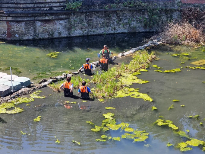 Volunteers stand waist-deep in the green dock listening to instructions from manager, Wolfgang about moving the floating reedbeds surrounding them