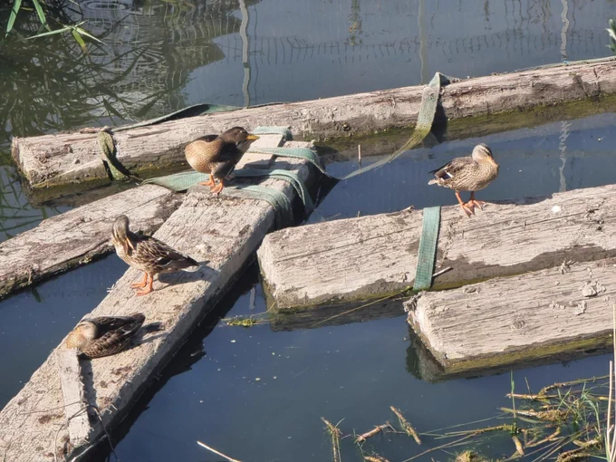 Some female mallards sit on top of the timbers floating in the dock to bask in the sun