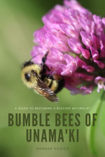 Bumble bees of Unama'ki book cover