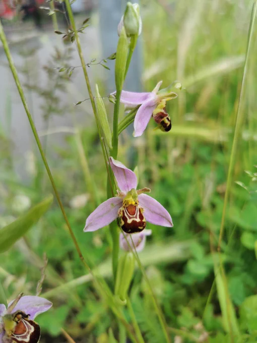 Close up of a bee orchid flower