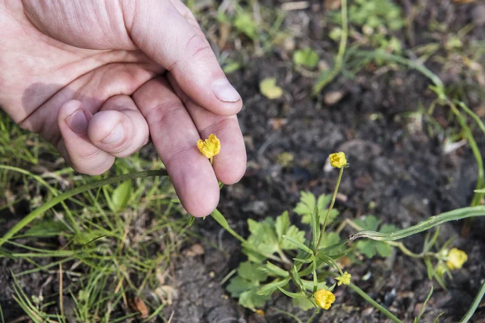 The endemic Backs Goldilocks Buttercup, Ranunculus cantabrigiensis