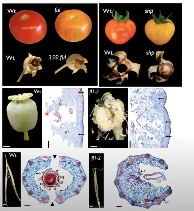 A picture showing tomato fruits of different colors and shapes, and some histological samples of blue and red color