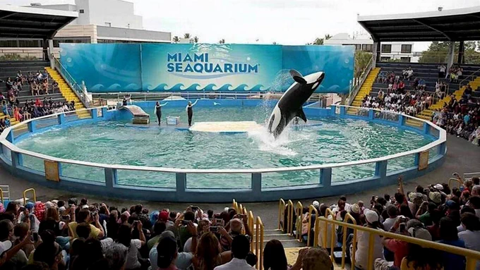 9 February 2022. Lolita the killer whale, now known as Toki, performs in her stadium tank. She is about 56 years old and has been the main attraction at Miami Seaquarium for decades. She has been alone in the smallest orca tank of the world for 50 years. 