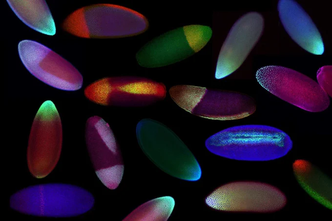 A picture of colorful Drosophila embryos scattered across 