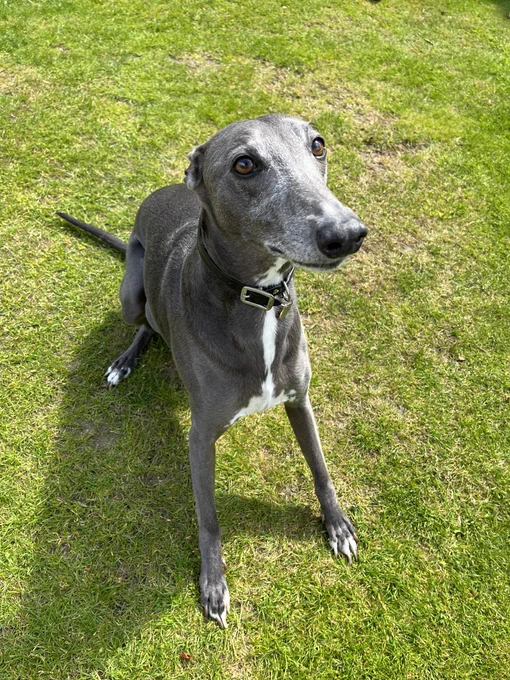 A grey whippet sat on grass
