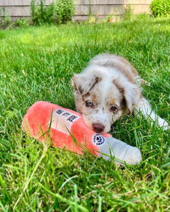 9 week old Australian shepherd puppy with a toy