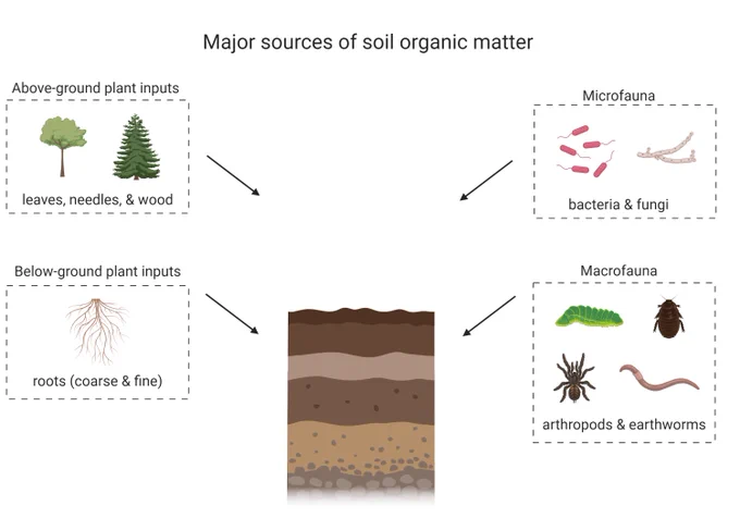 An infographic that shows the major sources of soil organic matter - above ground plants, microfauna, below ground plant material and microfauna