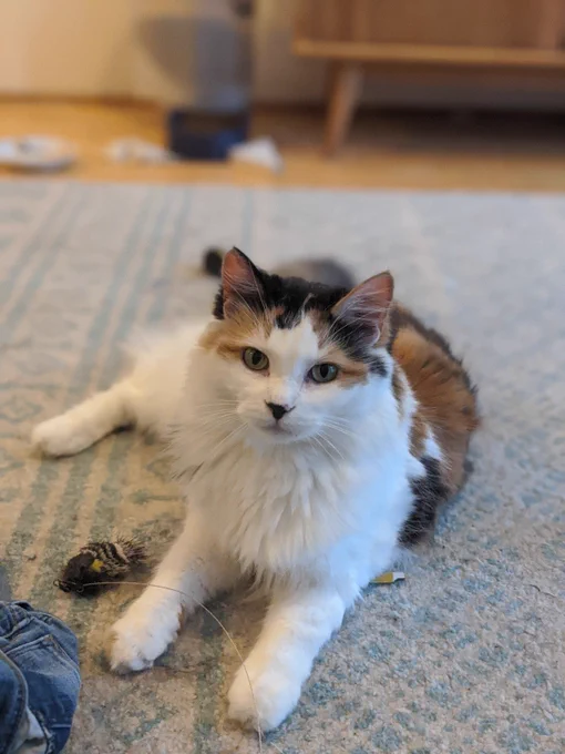 Ember, soft sweet kitty