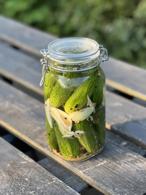 A jar of freshly prepared gherkins ready to be fermented.