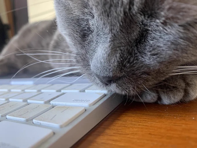 A gray cat is curled around a keyboard, whiskers protruding over 8-10 keys.