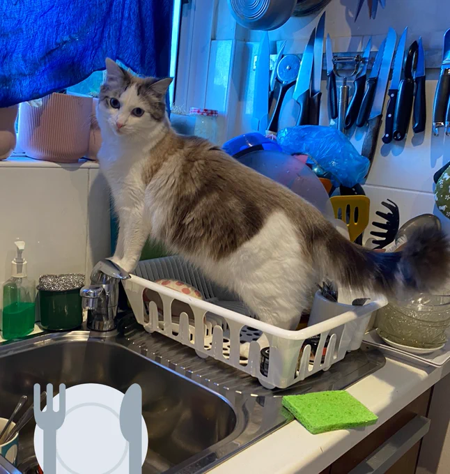 A kitchen sink and dish drying rack next to it. The sink has various detergent bottles and soaps around it. Mochi, a white cat with brown/beige markings on her head and back, a dark brown striped tail, and blue eyes, is standing on the dish rack. The rack is in the corner of the kitchen; behind Mochi is a magnetic knife holder and the kitchen window with a blue curtain.