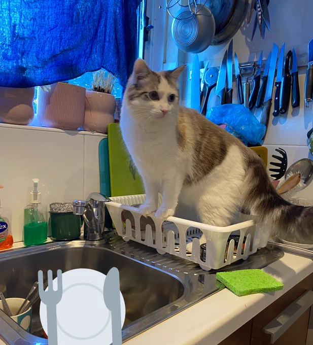 A kitchen sink and dish drying rack next to it. The sink has various detergent bottles and soaps around it. Mochi, a white cat with brown/beige markings on her head and back, a dark brown striped tail, and blue eyes, is standing on the dish rack. The rack is in the corner of the kitchen; behind Mochi is a magnetic knife holder and the kitchen window with a blue curtain.