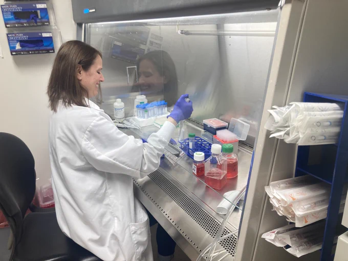 A female scientist works in the biosafety hood taking care of her cells.