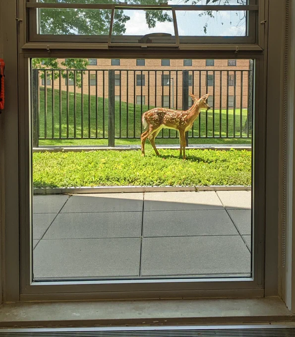 A deer prospective comm student