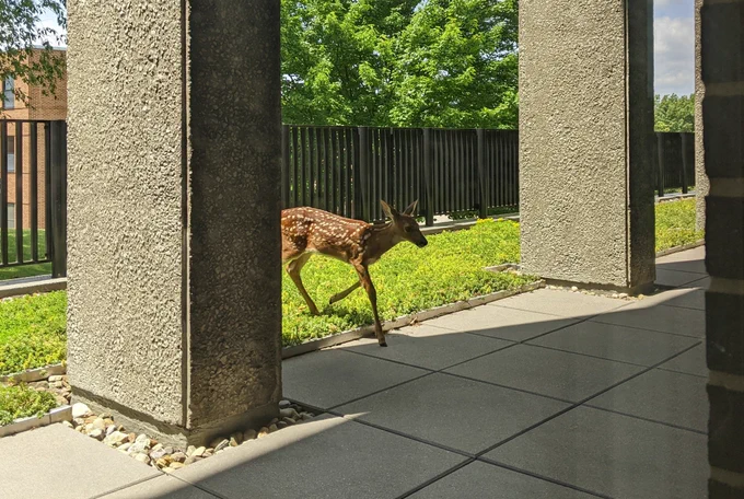 Dear deer