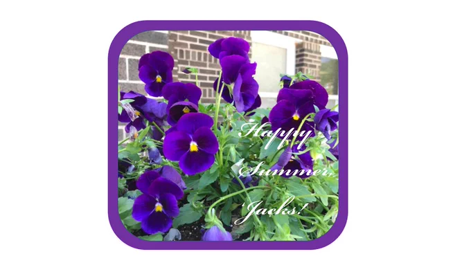 purple pansies, text: Happy Summer, 'Jacks!