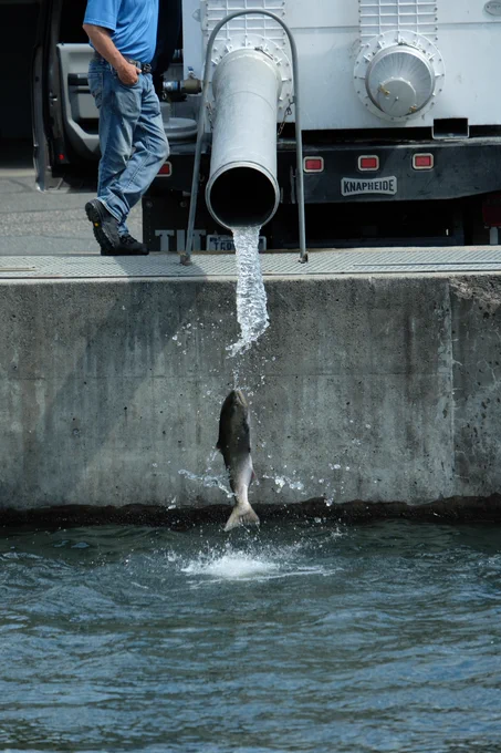 A large fish drops from tubing
