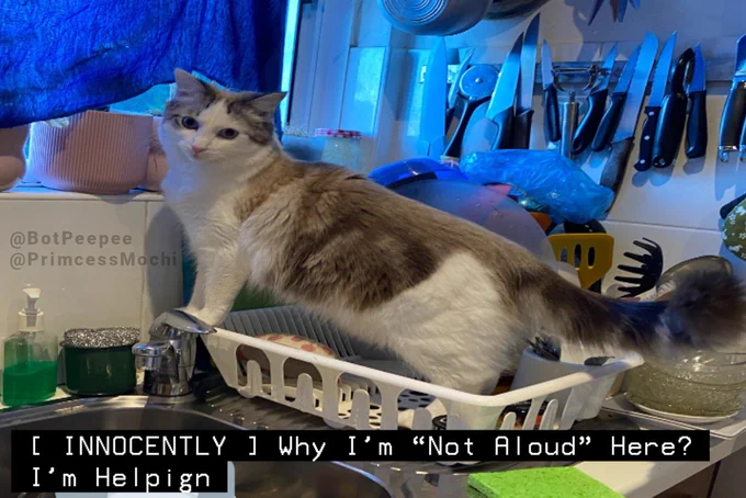 Mochi the cat stands on a drying rack next to a kitchen sink. An array of knives and sharp objects hang on a magnetic wall plate behind her.

Tone word: INNOCENTLY
Caption: Why I’m “Not Aloud” Here? I’m Helping