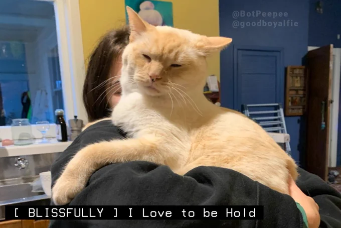 Alfie the cat is held lovingly in someone's arms. His eyes are half-closed, seeming to be in a happy daze.

Tone word: BLISSFULLY
Caption: I Love to be Hold