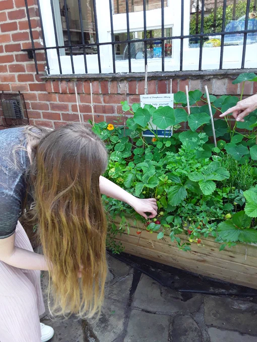 Girl picking strawberries
