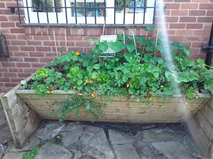 Raised bed with strawberries and herbs