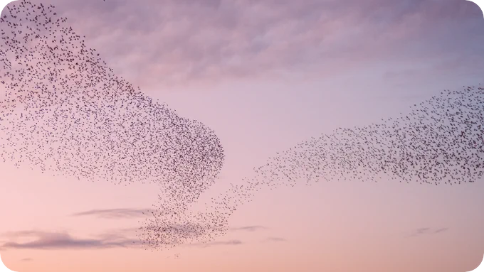 A flock of birds flying together in the air with a pink and purple sunset in the background. 