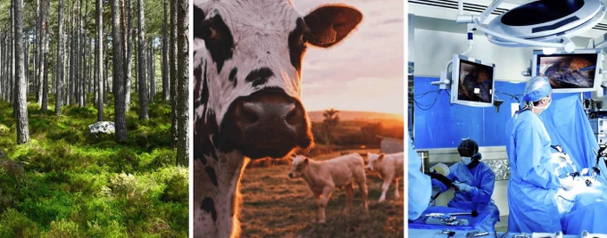 A collage of three images: on the left is a forest, a cow in the middle, and  a hospital operating room on the right.