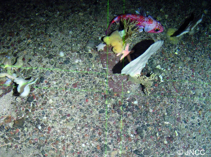 Colour photograph taken during a seabed survey of North East Faroe and Shetland Isles.