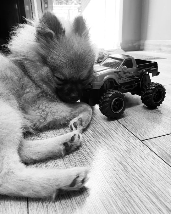 A cute Pomeranian puppy sleeping on a toy car