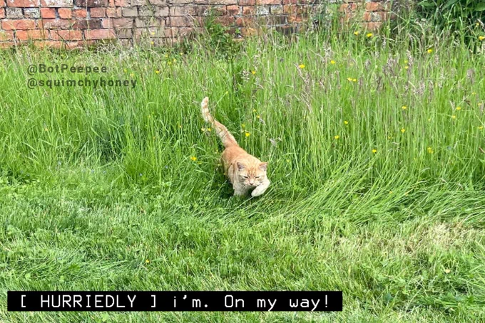 Honey the cat runs out of a patch of tall grass. She heads towards the camera, looking determined.

Tone word: HURRIEDLY
Caption: i’m. On my way!