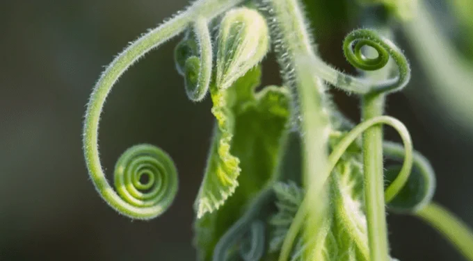 Close-up shot of fuzzy green plant tendrils.