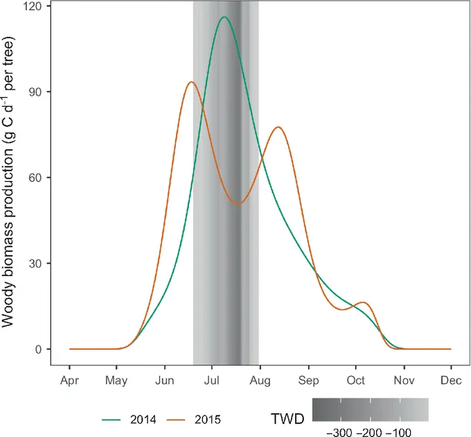 Seasonal dynamics of daily carbon sequestration of Norway spruce in 2014 and 2015. The tree carbon gain is represented by carbon in woody biomass production and was calculated based on daily wall thickness increments.
