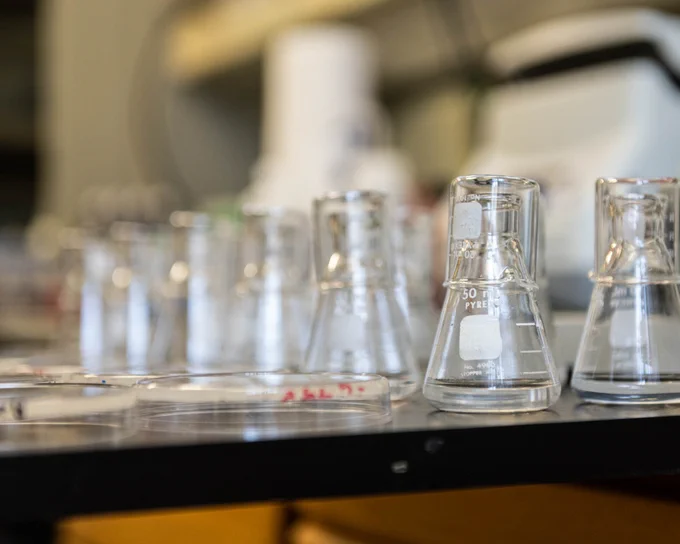Erlenmeyer flasks and petri dishes lined up on a table.