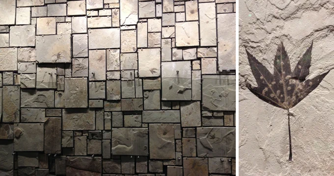 2-panel image showing photos of Green River plant fossils. Panel 1: Photograph of a display of plant fossils made up of a series of rectangular blocks of rock bearing fossils mounted on a wall. Right: Photograph of a fossil Macginitea leaf, a palmately lobed leaf with five lobes, a toothed margin, and a long petiole.