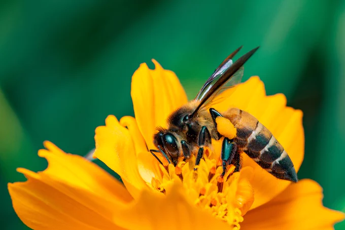 Honey bee on yellow flower.