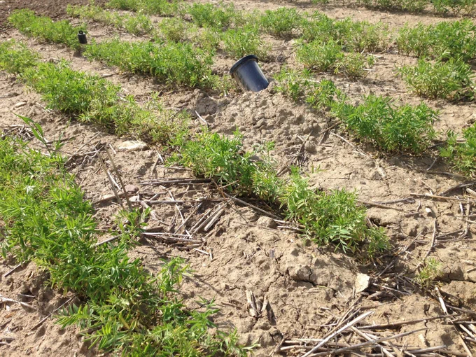 mini rhizotron and access tube sticking out of ground in young yentil crop field